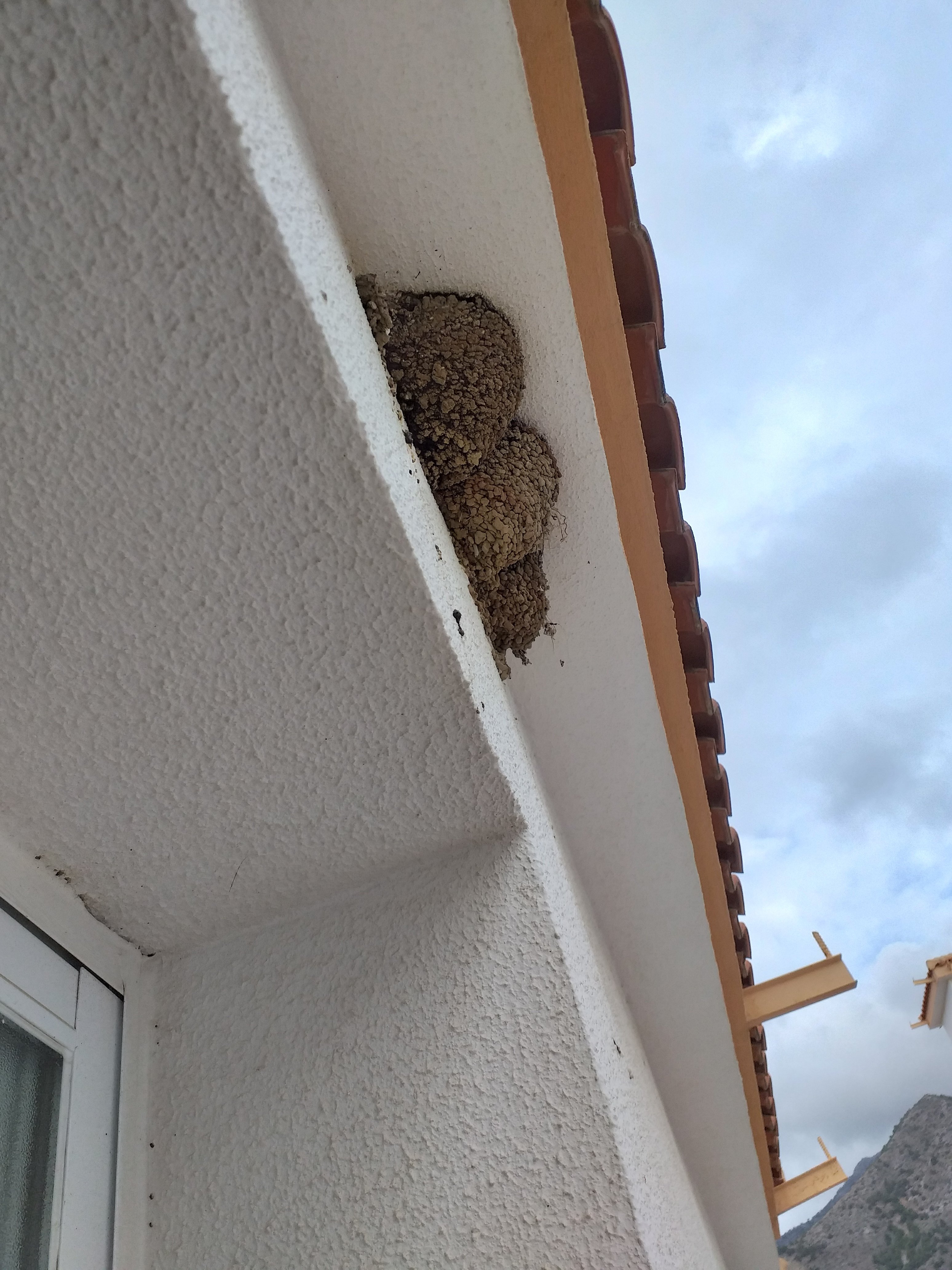 Tengo un nido de golondrinas en la ventana de la cocina