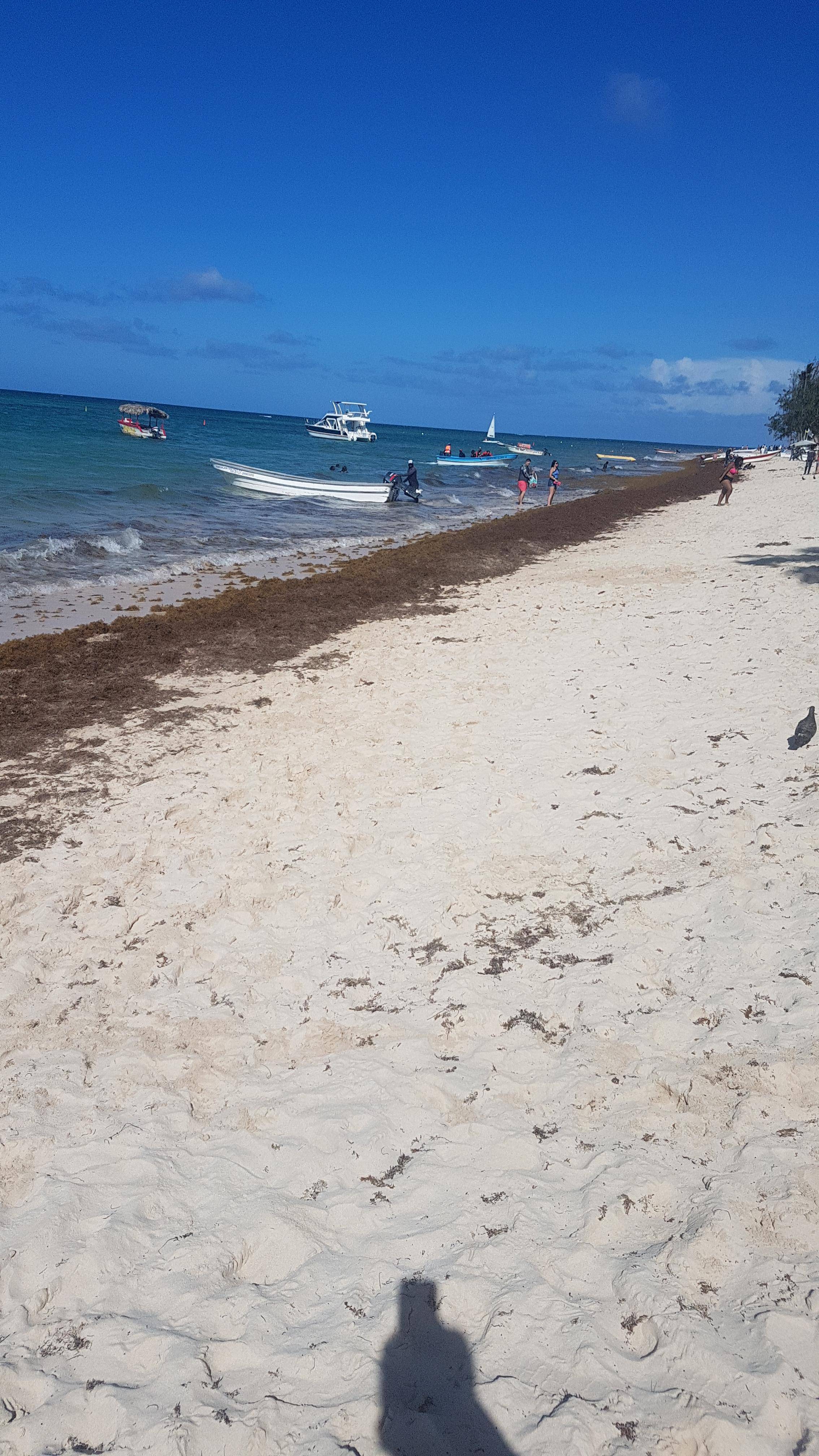 Algas (Sargazo) en playas de Punta Cana y Rep. Dominicana - Forum Punta Cana and the Dominican Republic